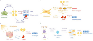 Peptides and Cellular Aging