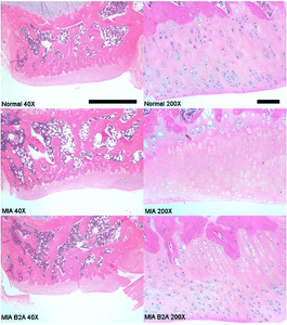 Chonluten: A Repair Peptide
