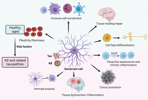 The Role of Senescent Cells in Alzheimer's Disease